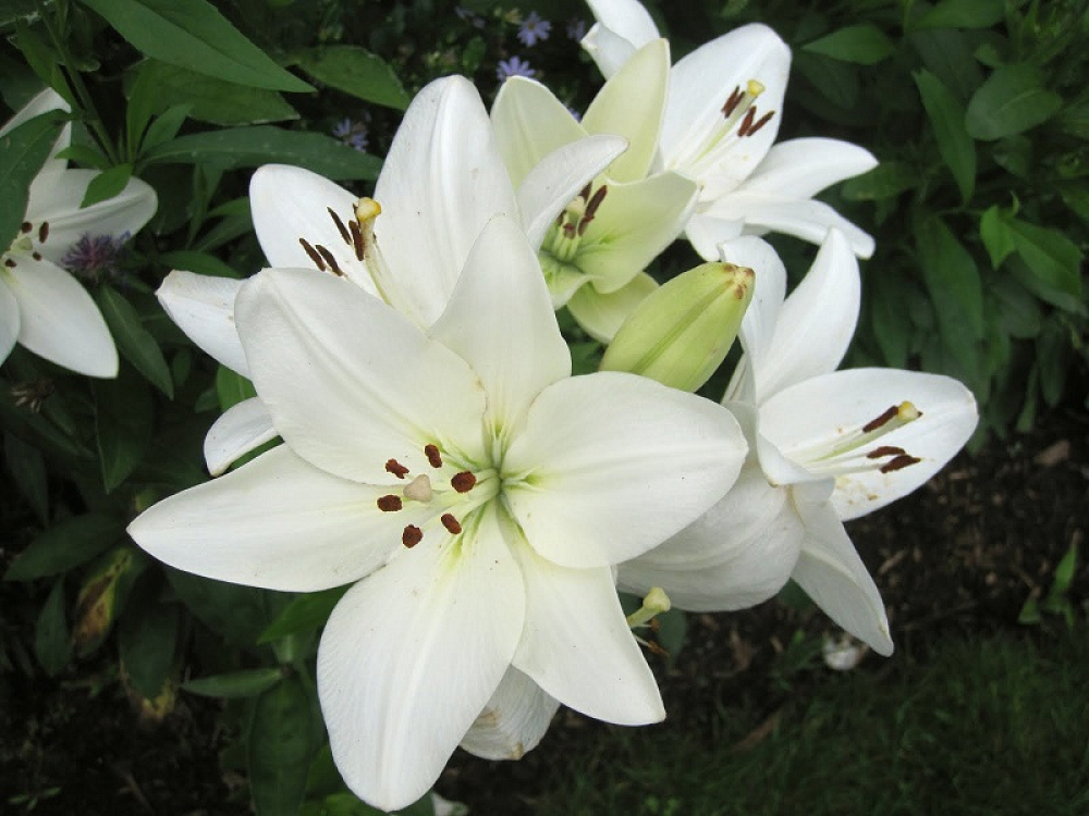 Βολβός Ασιατικό Λίλιουμ Lilium Asiatic White
