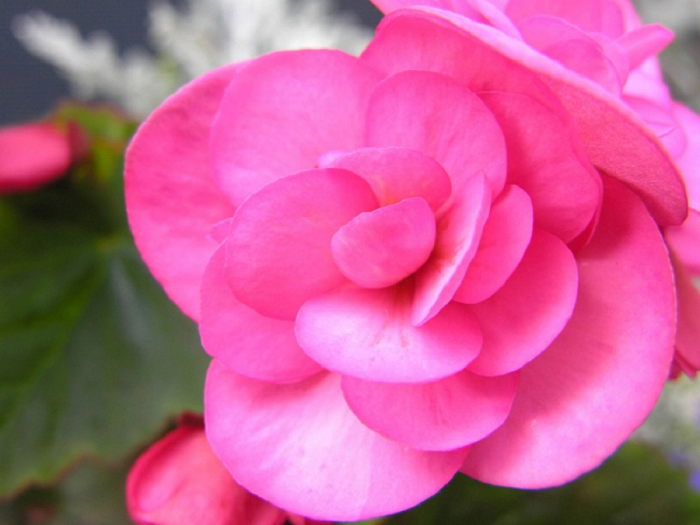 Βολβός Μπιγόνια Διπλή Ροζ Begonia Double Pink