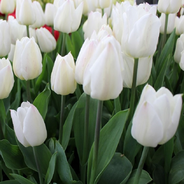 Βολβός Τουλίπα Tulip Agrass White