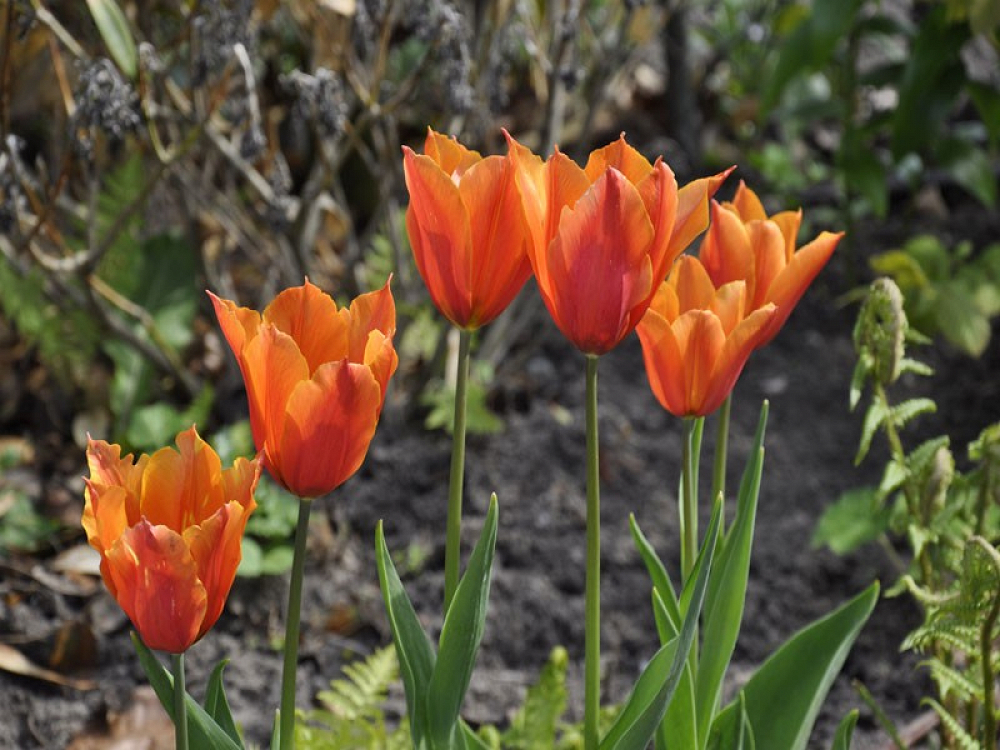Βολβός Τουλίπα Tulip Synaeda Orange