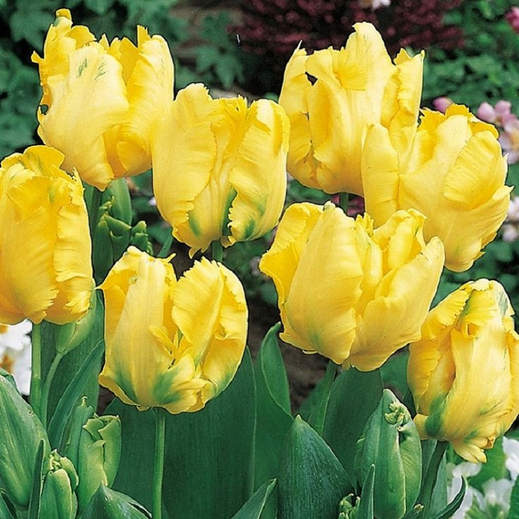 Βολβός Τουλίπα Tulip Yellow Sun