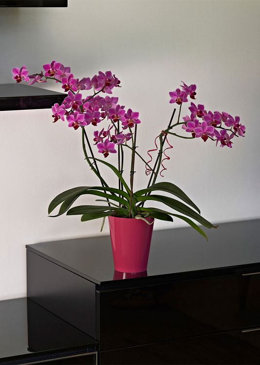 Γλάστρα-Κασπώ Για Ορχιδέες Euro3plast Mitu Clivo Orchidea