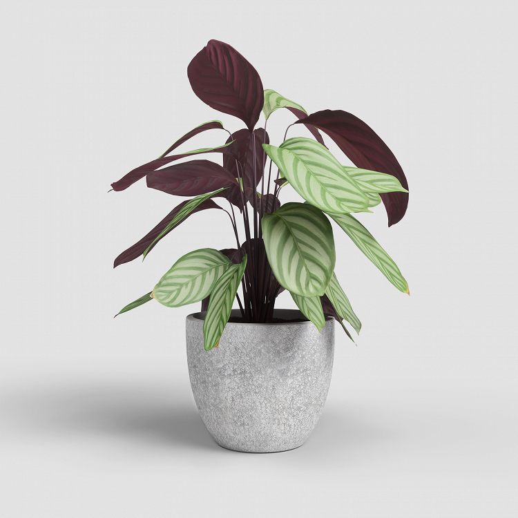 Πήλινο Κασπώ Artevasi Hestia Pot
