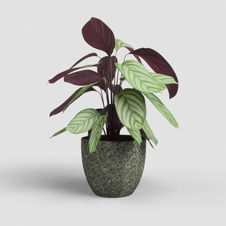 Πήλινο Κασπώ Artevasi Hestia Pot