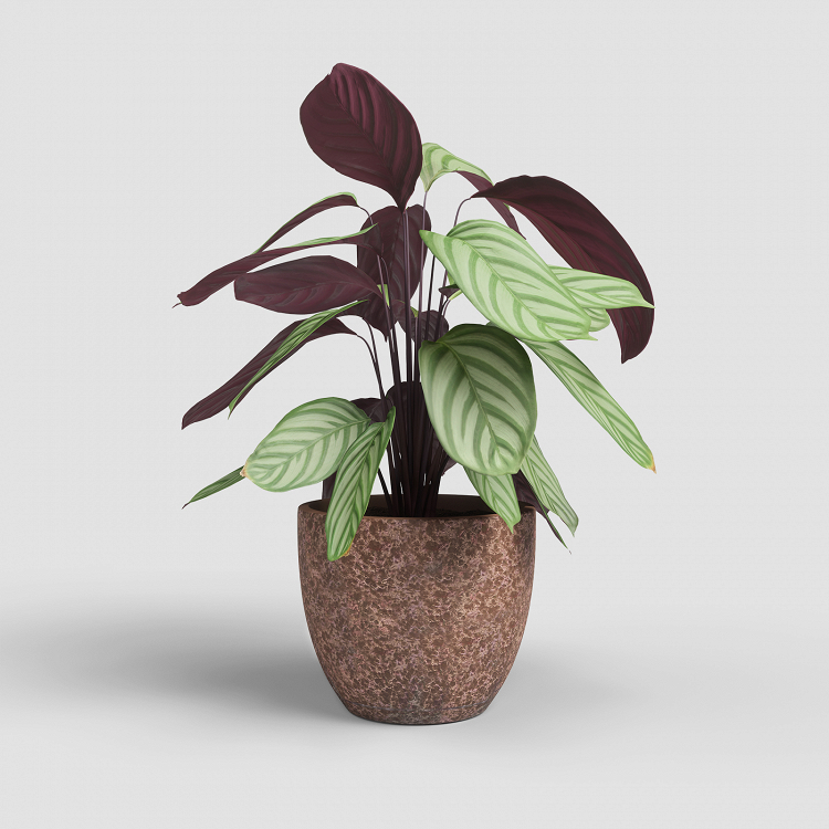 Πήλινο Κασπώ Artevasi Hestia Pot