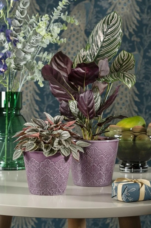 Πήλινο Κασπώ Scheurich Peacock Vintage Violet