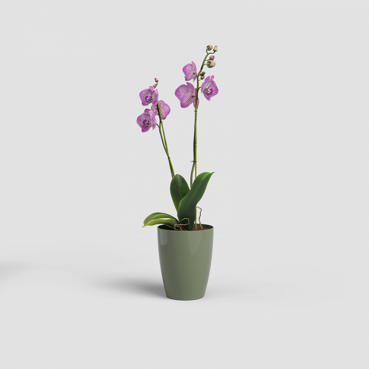 Πλαστική Γλάστρα-Κασπώ Για Ορχιδέες Artevasi Fiji Orchid Pot