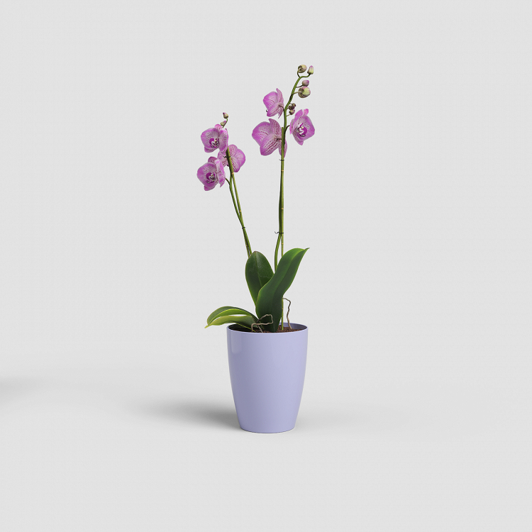 Πλαστική Γλάστρα-Κασπώ Για Ορχιδέες Artevasi Fiji Orchid Pot