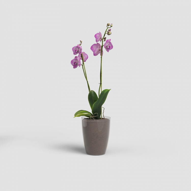 Πλαστική Γλάστρα-Κασπώ Για Ορχιδέες Artevasi Fiji Orchid Pot