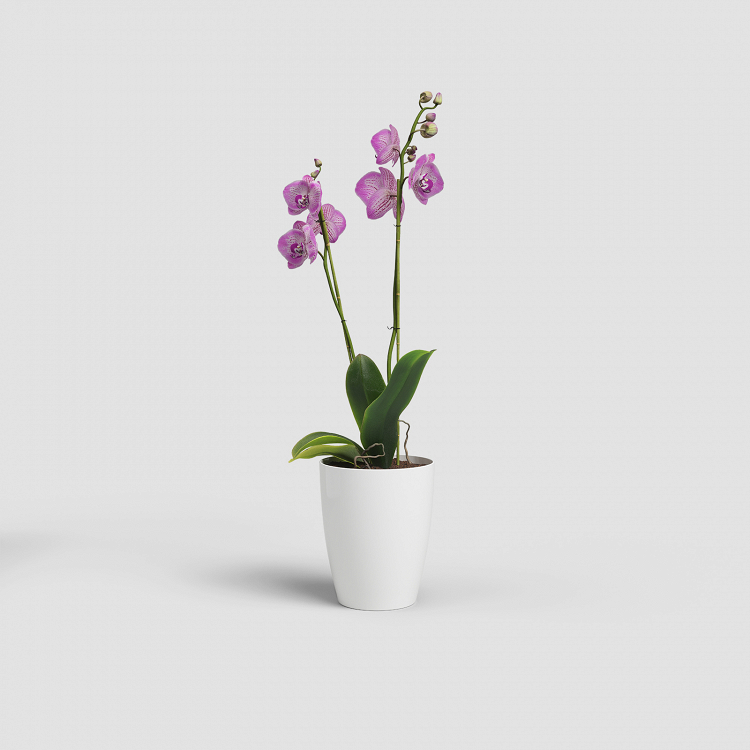 Πλαστική Γλάστρα-Κασπώ Για Ορχιδέες Artevasi Fiji Orchid Pot
