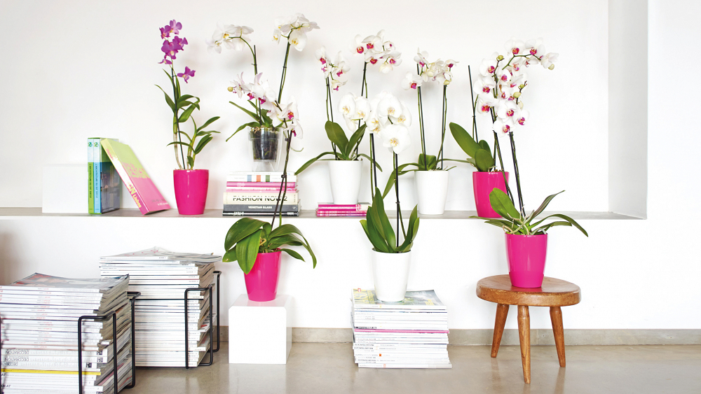Πλαστική Γλάστρα-Κασπώ Για Ορχιδέες Artevasi Fiji Orchid Pot