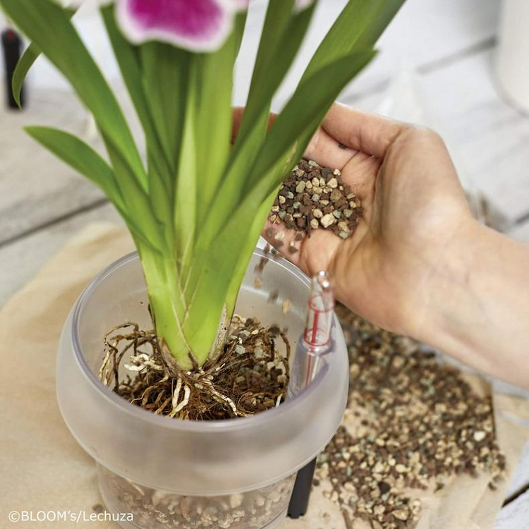 Υπόστρωμα Φύτευσης Ορχιδέων Lechuza Orchidpon 3 Lt