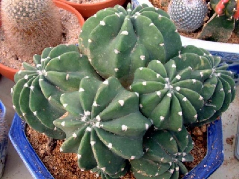 Echinopsis Subdenudata