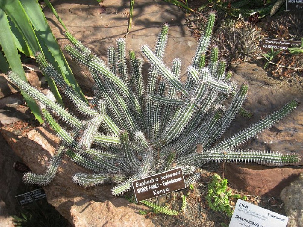 Euphorbia Baioensis