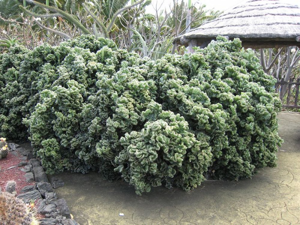 Euphorbia Lactea Crestata