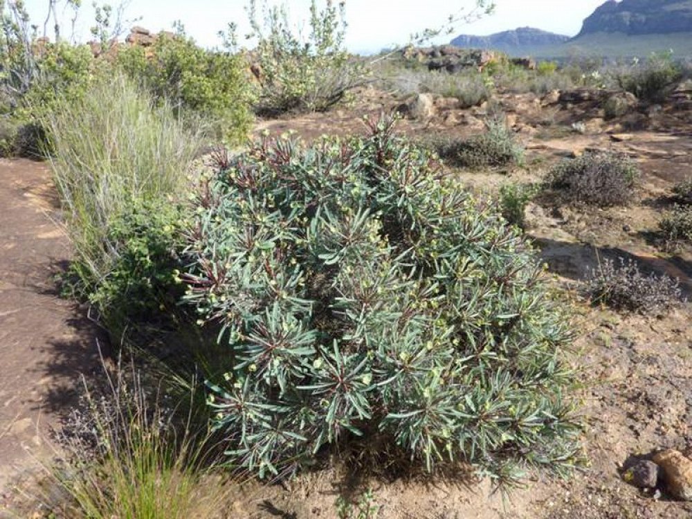 Euphorbia Loricata
