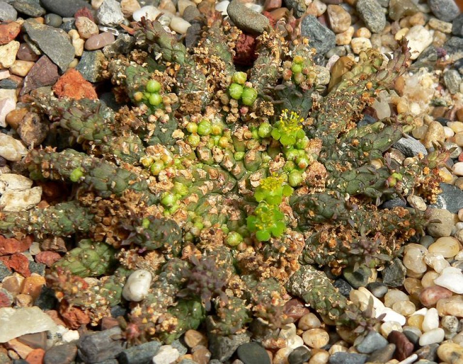 Euphorbia Pugniformis
