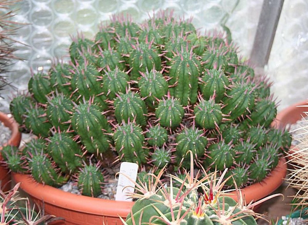 Euphorbia Pulvinata