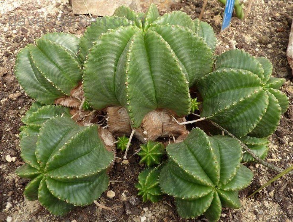 Euphorbia Valida