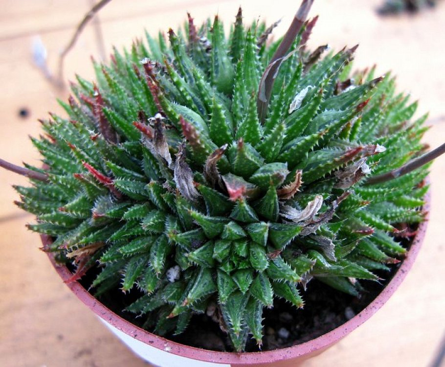Haworthia Herbacea
