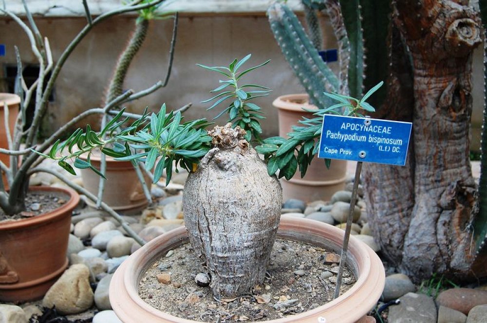 Pachypodium Bispinosum