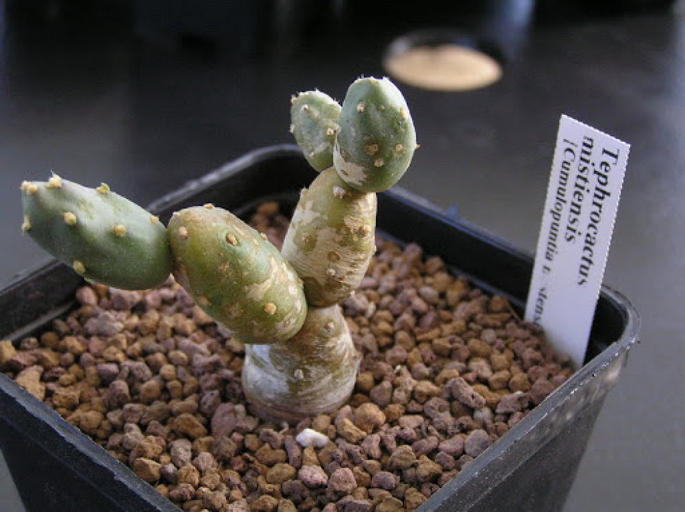 Tephrocactus Mistiensis