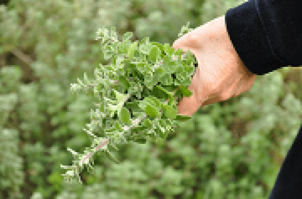 Καλλιεργητικές οδηγίες για τα αρωματικά φυτά