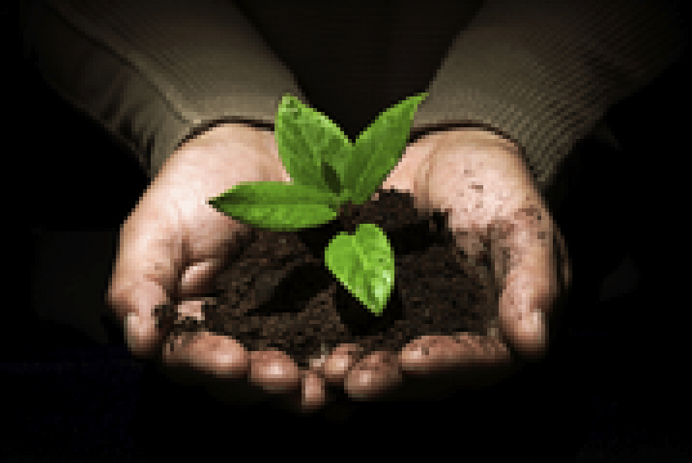 Χώμα καλής ποιότητας: Η βάση για υγιή φυτά