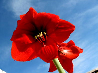 Βολβός Αμαρυλλίδα Μονή Κόκκινη Amaryllis Red