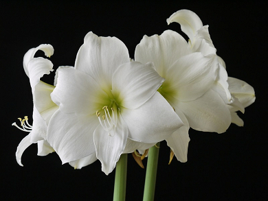 Βολβός Αμαρυλλίδα Μονή Άσπρη Amaryllis White