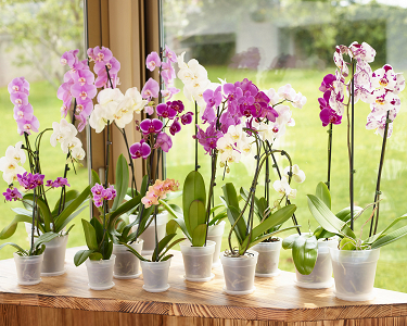 Διαφανής Γλάστρα Για Ορχιδέες Artevasi Madagascar To Grow Orchid Pot