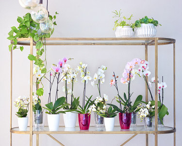 Πλαστική Γλάστρα-Κασπώ Για Ορχιδέες Artevasi Fiji Orchid Pot