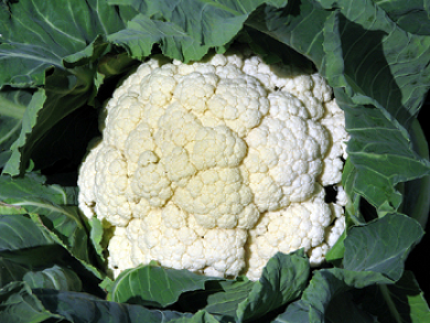 Σπόρος Κουνουπίδι Snowball