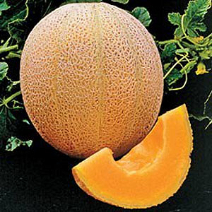 Σπόρος Πεπόνι Hale's Best Jumbo