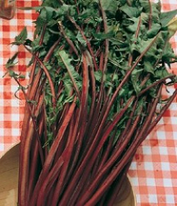 Σπόρος Ραδίκι Άγριο Κόκκινο Rosso Verona
