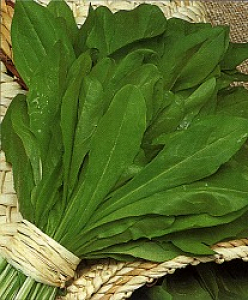 Σπόρος Ραδίκι Ήμερο Barbe De Capucin