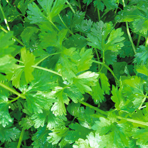 Σπόρος Σέλινο Cutting