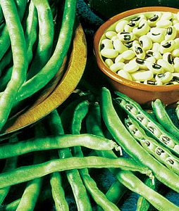 Σπόρος Φασόλι Νάνο Τσαουλί Μαυρομάτικο USA
