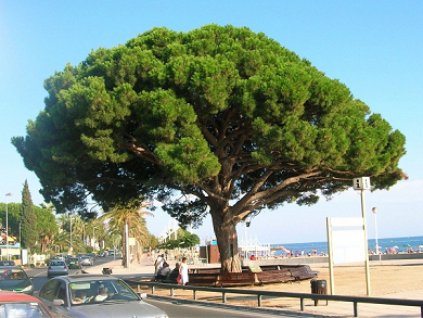 Πεύκη η πίτυς (Κουκουναριά)