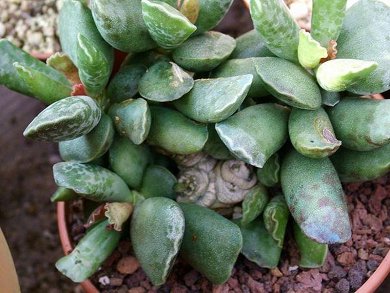 Adromischus Cooperii