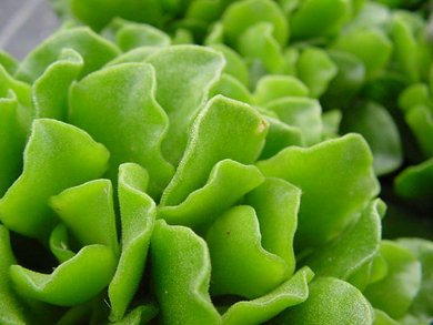 Adromischus Cristatus Zeyheri