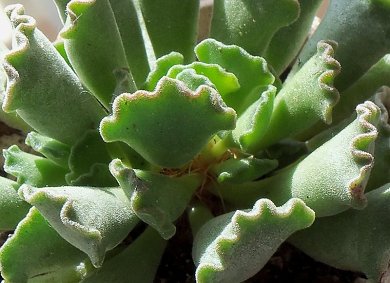 Adromischus Cristatus