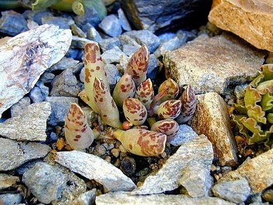 Adromischus Festivus