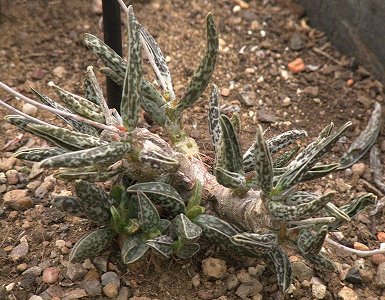 Adromischus Filicaulis