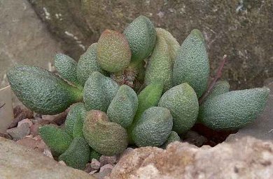 Adromischus Marianae Alveolatus