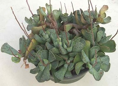 Adromischus Marianae Clan William