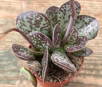 Adromischus Rupicola