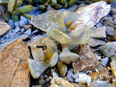 Adromischus Truncatus