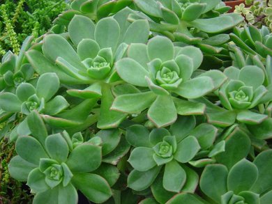 Aeonium Haworthii