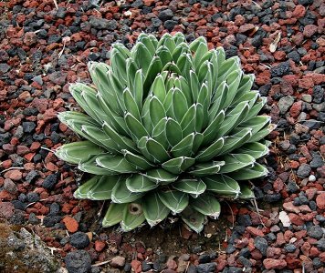 Agave Victoriae-Reginae
